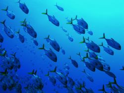 Schooling horse eye jacks, off the wall at The South Wate... by Martin Spragg 